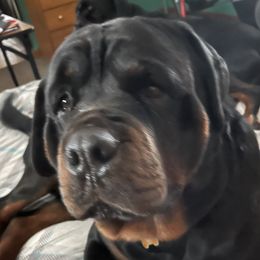 Taz - Rottweiler