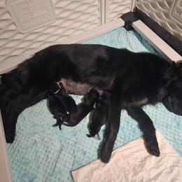 German Shepherd puppies from Kaleidoscope German Shepherds