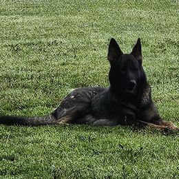 Sage - German Shepherd