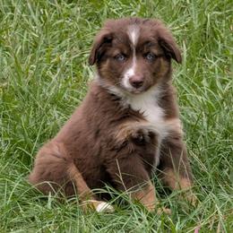 Indie - Red tri female Miniature Australian Shepherd puppy in Crockett, Texas from Pleasant Grove Aussies