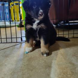 Bodi - Black tri male Miniature Australian Shepherd puppy in Charlotte, North Carolina from Dave's Mini Aussies