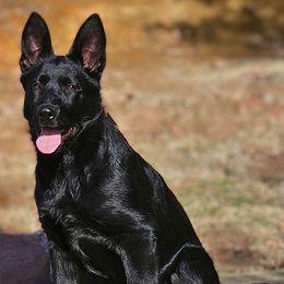 Gunda - German Shepherd