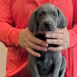Frank - Blue male Weimaraner puppy in Aitkin, Minnesota from Whispering’s GunDogs