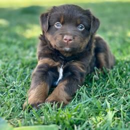Lou Lou - Red tri female Miniature Australian Shepherd puppy in Lincoln, California from Country Dreams Mini Aussies