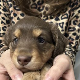 Dachshund Puppies from Pigeon Hill Dachshunds
