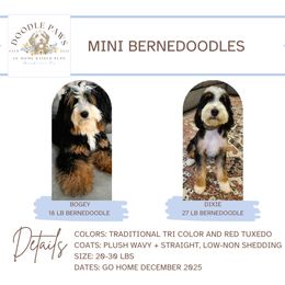 Bernedoodle puppies from Doodle Paws Pups
