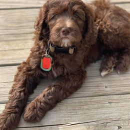 Goldendoodles and Yorkshire Terriers from Triple H Kennel Services