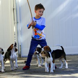 American Foxhound and American Staffordshire Terrier Puppies from Whitlow Kennel