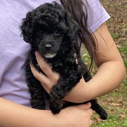 Hot Pink - Black female Poodle puppy in Macon, Georgia from Mystic Mini Poodles