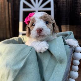 Taffy - Parti female Goldendoodle puppy in Etna, California from SRS Goldendoodles