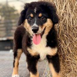 Dark pink - Black tri female Miniature Australian Shepherd puppy in 32046, Florida from River Hill Ranch