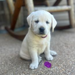 Addie's Purple Collar - Yellow female Labrador Retriever puppy in Mansfield, Missouri from Leadhill Labs