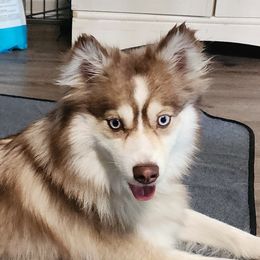 Ginger - Pomsky