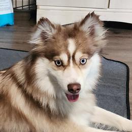 Ginger - Pomsky