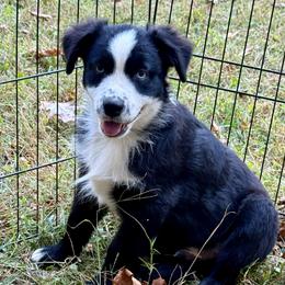 Boone - Black & white male Miniature Australian Shepherd puppy in Patterson, North Carolina from DreamLine Aussies