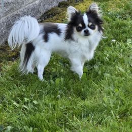 Chihuahua All Grown Up from D's Darling AKC Long Hair Chihuahuas