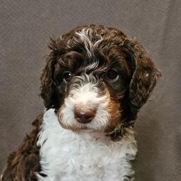 Bonnie - Poodle