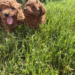 Poodle Puppies from Poodle Me Crazy
