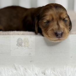Claire - Dapple female Dachshund puppy in Goodyear, Arizona from D&C Royal Dachshunds LLC