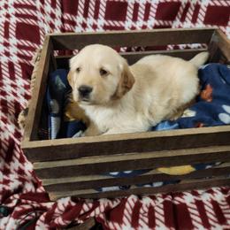 Boy 3 - Golden male Golden Retriever puppy in Sagle, Idaho from Little Shadow Retrievers