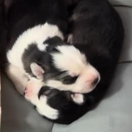 Nova - Black and white female Siberian Husky puppy in Atlanta, Georgia from Lobban Huskies