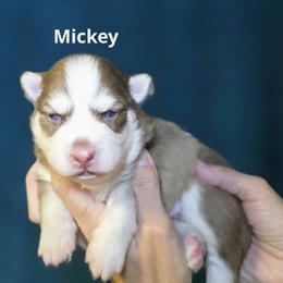 Mickey - Red and white male Pomsky puppy in Fredericksburg, Virginia from Purely Pomskies