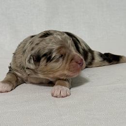 Boy 1 Aussie Doodle - Red merle male Miniature Australian Shepherd puppy in Pensacola, Florida from TNT MINI AUSSIES