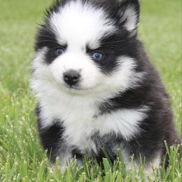 Sylvie SPECIAL NEEDS - Gray and white female Pomsky puppy in Apple Creek, Ohio from Luxe Pomskies & Bernedoodles