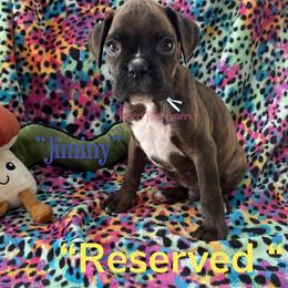Jiminy - Boxer puppy in Tucson, Arizona from Desert Rose Boxers