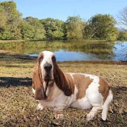 Ellie - Basset Hound