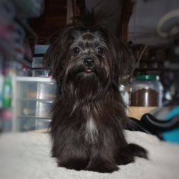 Arendelle - Havanese