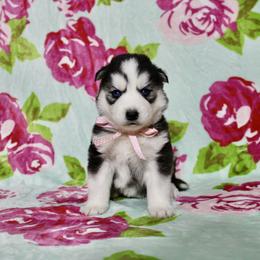 Halo - Black and white female Siberian Husky puppy in Lunenburg, Vermont from SNOW WOOLY HUSKY