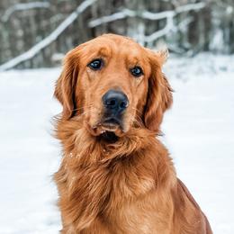 Golden Retrievers from Cultivate Farm