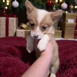 Boy 4 - male Pembroke Welsh Corgi puppy in Unicoi, Tennessee from East Tennessee Clark Corgis