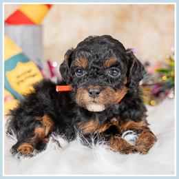 Chief - Black and tan male Cockapoo puppy in Connersville, Indiana from Deaz Doodle Ranch