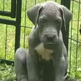 6 - Blue Great Dane puppy in Columbia Stat, Ohio from Rocky Road Chocolate Danes