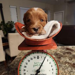 Nugget - Red  male Goldendoodle puppy in Grand Junction, Colorado from QP Doodles