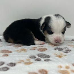 Franklin - Black and tan male Pembroke Welsh Corgi puppy in Waco, Texas from The Comma Corgis