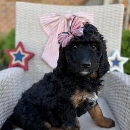 Kleo - Phantom female Bernedoodle puppy in Perrysville, Ohio from Pleasant Valley Bernedoodles