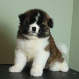 Emily - Red female Akita puppy in Rahway, New Jersey from Apexx Akitas
