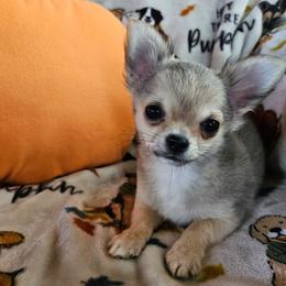 AKC Stormy In Maine 3000.00 - Black sabled fawn male Chihuahua puppy in Newport, Maine from Pinewood Acres Chihuahuas