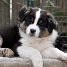 Australian Shepherd Puppies from Ashfall Australian Shepherds