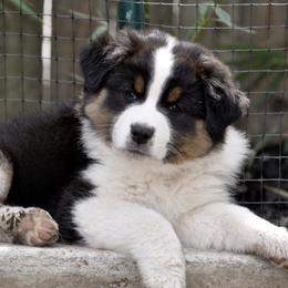Australian Shepherd Puppies from Ashfall Australian Shepherds