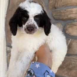 Orion - Parti male Poodle puppy in Lathrop, California from Stellar Poodles