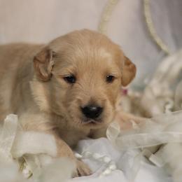 Golden Retriever Puppies from UnrivaledGoldens