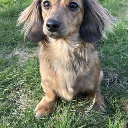 Maple - Dachshund