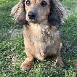 Maple - Dachshund