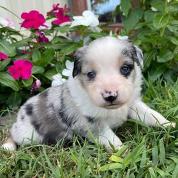 Australian Shepherd Puppies from Loving Trail Aussies
