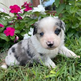 Australian Shepherd Puppies from Loving Trail Aussies