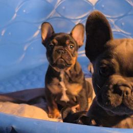 French Bulldog Puppies from Wulfrano Viveros